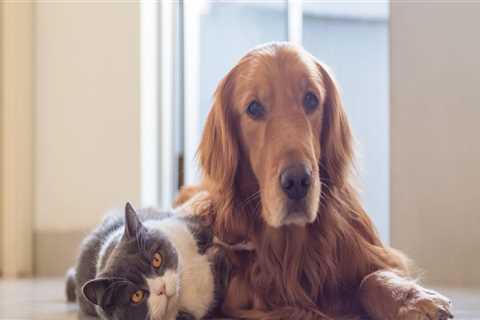 Do Pet Sitters in Nashville, TN Offer Grooming Services?