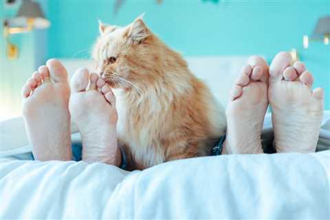 Why Does My Cat Keep Licking My Feet? Top 6 Reasons