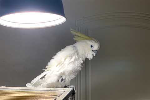 Bird Lighting: A Comprehensive Guide to This Birdcage Accessory
