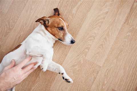 Dog Stomach Gurgling: Why it Happens and What it Means