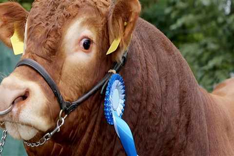 Preparing Your Oklahoma Show Steer for Competition: Grooming Tips for Success