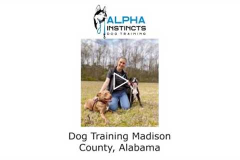 Dog Training Madison County Alabama - Alpha Instincts Dog Training