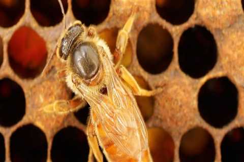 How Much Does a Queen Bee Cost? - A Comprehensive Guide