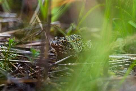 Gopher Frog Recovery: At the Edge of a Precipice