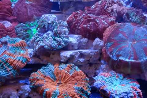 Want to sell coral at a trade show?