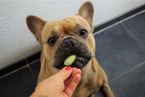 The 13 Best Dog Food Toppers for French Bulldogs
