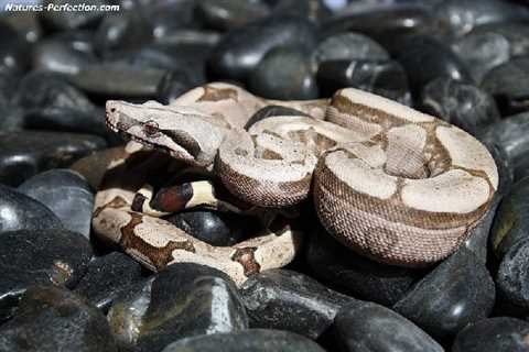 Herp Photo of the Day: Boa