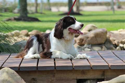 The 13 Best Dog Food Toppers for English Springer Spaniels