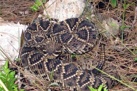 Herp Photo of the Day: Happy Rattlesnake Friday!