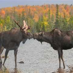 Protecting Canada's Wildlife: Strategies Used in Canadian Wildlife Campaigns