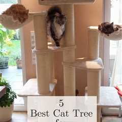 Cat Trees With Scratchers