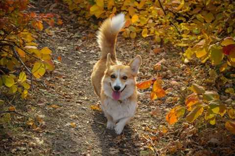 All About Corgis with Long Tails