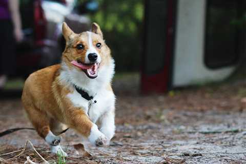 10 Facts on How Affectionate Corgis Are