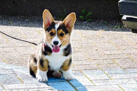 10 Reasons Why Corgis are Good Family Dogs