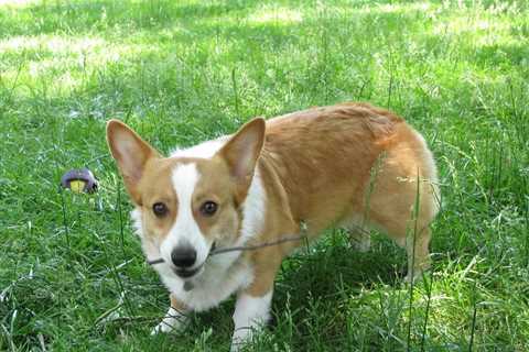 Common Corgi Dog Behavior Issues