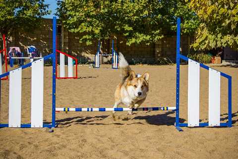 Are Corgis Easy To Train? (Everything You Need To Know)