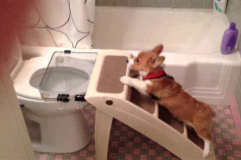 7 Step Guide to Potty Train Your Corgi at Home