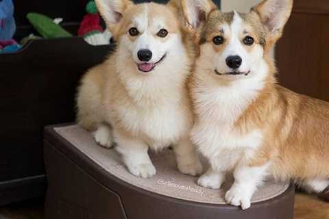 7 Corgi Ramps Ideas: Does Your Dog Need Dog Stairs or a Ramp?