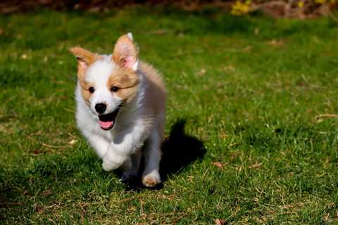 Corgi Lab Mix: A Guide To the Corgidor Dog Breed