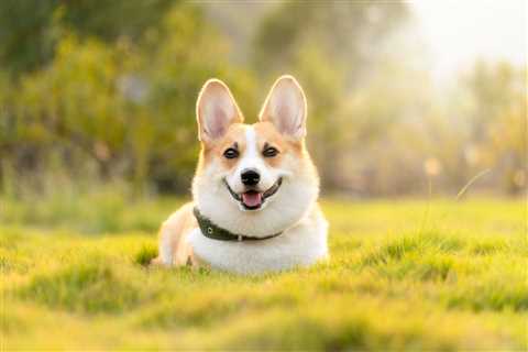 15 Pros and Cons of Owning a Corgi