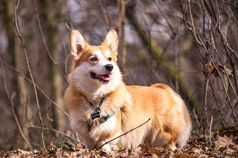 10 Things To Consider Before Owning A Corgi