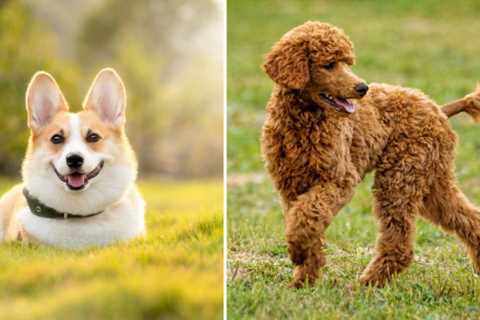 Corgipoo – A Guide to the Pembroke Welsh Corgi Poodle Mix