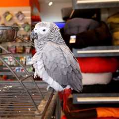 What Are the Down Sides to Having a Pet Bird?
