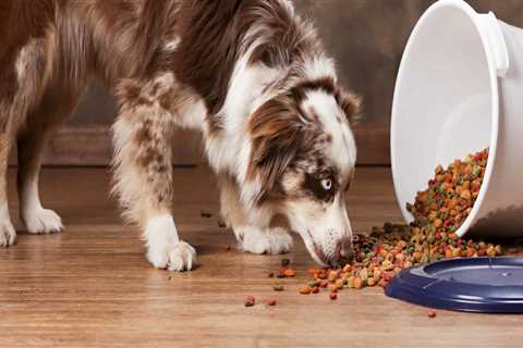 The Best Diet for Australian Shepherds: 20 Dog Foods for Optimal Health and Long Life