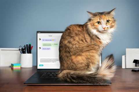Why Does My Cat Sit on My Laptop? Common Reasons & Solutions