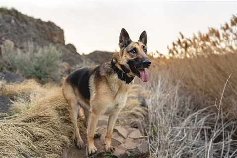 Valley Fever in Dogs