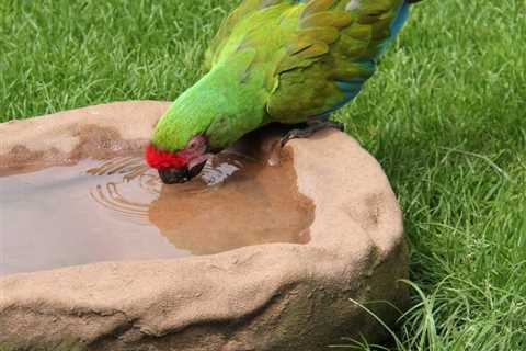 How is Pet Bird Hydration Different Than Pet Mammal Hydration?
