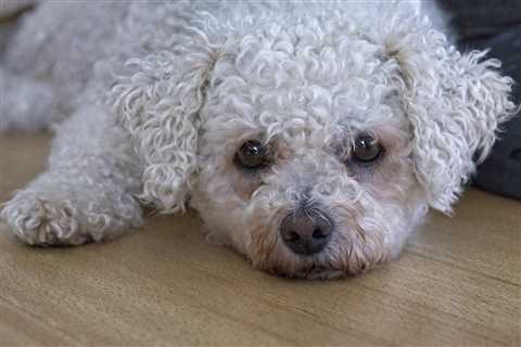 20 Best Foods for Bichon Frise with Allergies