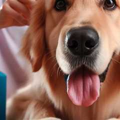 Keep Your Dog Safe During Grooming: Essential Tips