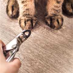 How Can a Cat Behavior Consultant Help You?