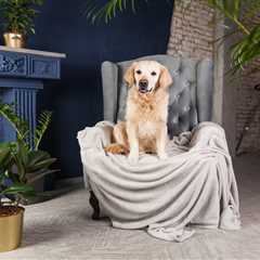 Ultimate Comfort: Stylish Furniture for Dogs