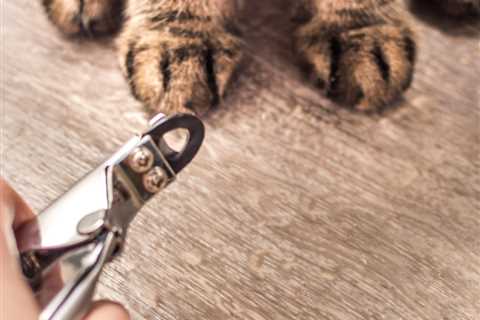 How Can a Cat Behavior Consultant Help You?