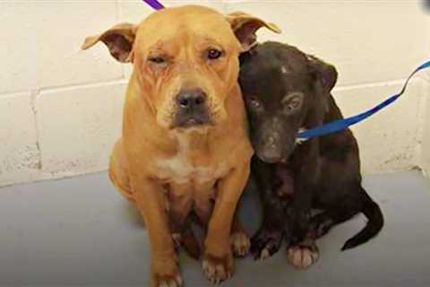 Dogs Huddled Together In Shelter After Owner Left Them Without Explanation