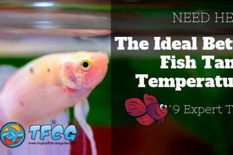 Ensuring the Right Water Temperature for Your Betta Fish: A Comprehensive Care Guide