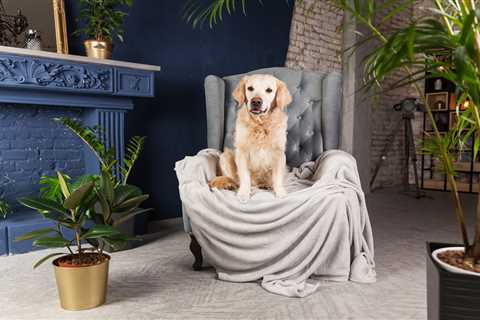 Ultimate Comfort: Stylish Furniture for Dogs