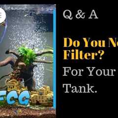 Do I Need A Filter For My Fish Tank [Guide To Why]