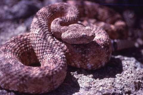 Herp Photo of the Day: Happy Rattlesnake Friday!