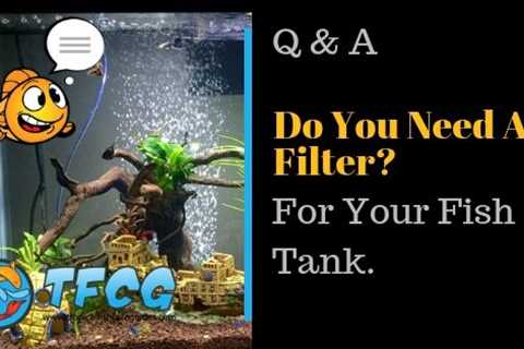 Do I Need A Filter For My Fish Tank [Guide To Why]