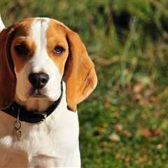 7 Strategies to Stop Your Beagle’s Resource Guarding