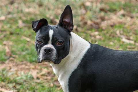 7 Strategies to Stop Your Boston Terrier’s Resource Guarding