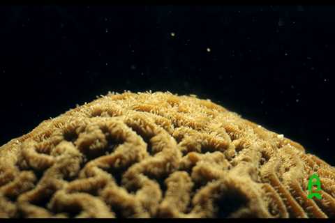 Spawning Corals with Florida Aquarium: Part 1