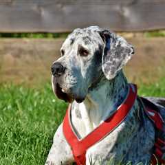 7 Strategies to Stop Your Great Dane’s Resource Guarding