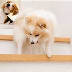 Best Dog Stairs and Ramps 2024 – Top 11 Picks Reviewed