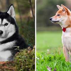 Siberian Husky vs Shiba Inu: Things to Know BEFORE Making a Choice