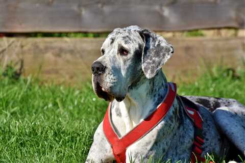 7 Strategies to Stop Your Great Dane’s Resource Guarding