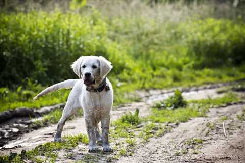 Leptospirosis in Dogs